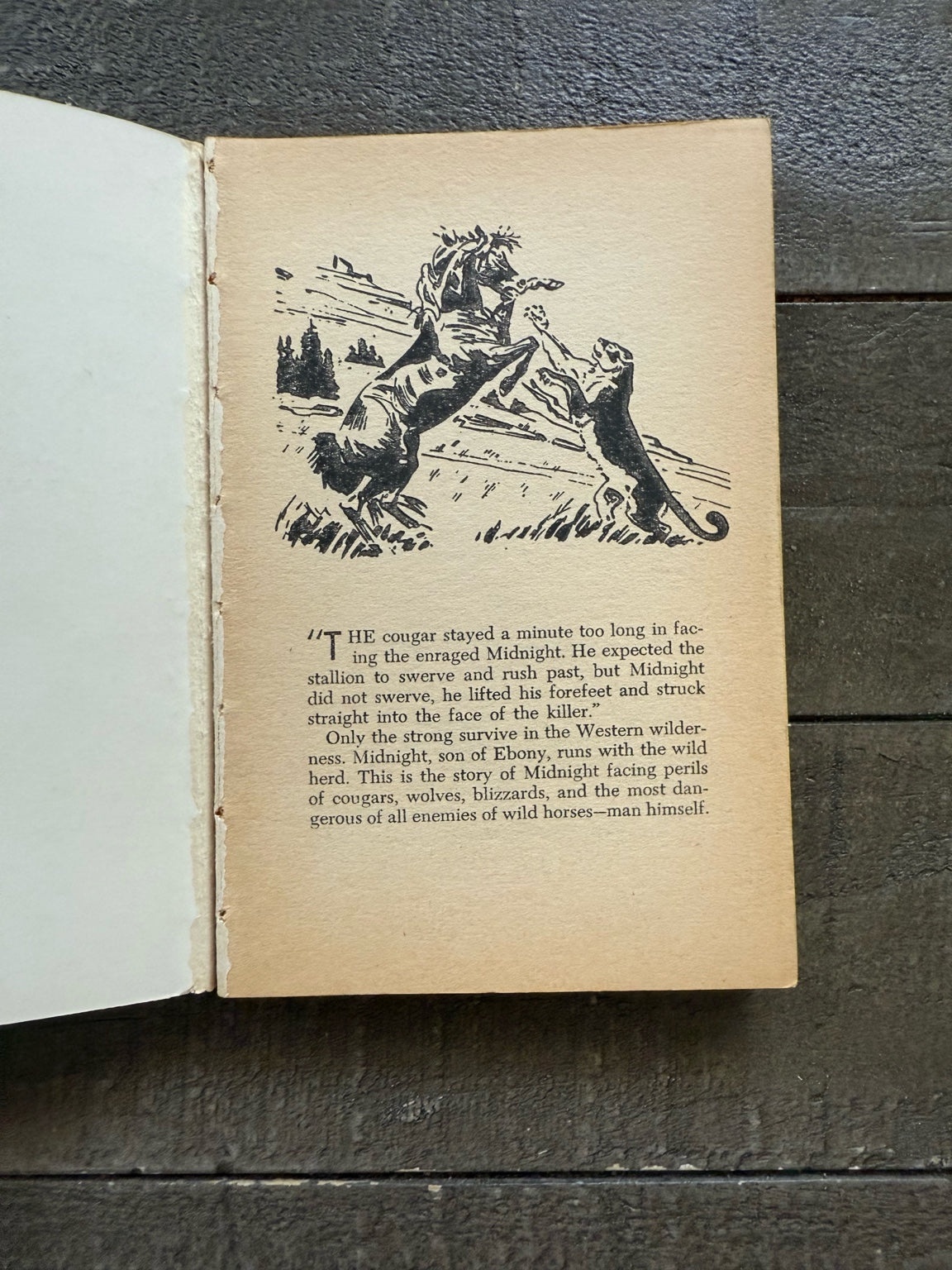 Midnight: Story of a Wild Horse